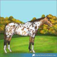 Horse Color:Buckskin Skewed LP Spotted 