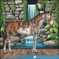 Horse Color:Liver Chestnut Tobiano and White Spotted Chestnut
