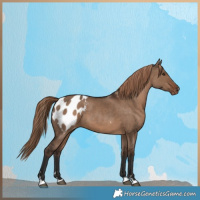 Horse Color:Liver Red Dun Appaloosa 