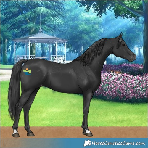 Horse Color:Black Varnish 