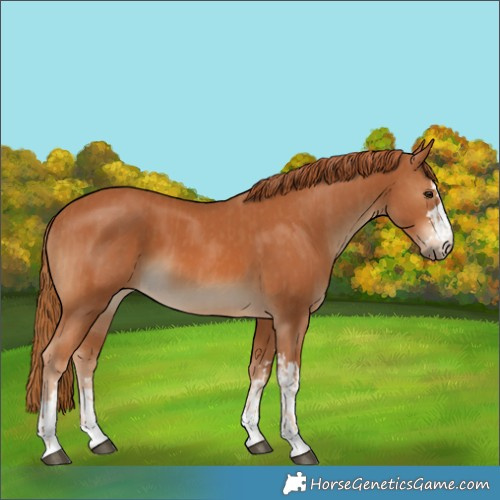 Horse Color:Chestnut  and Chestnut 