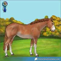 Horse Color:Chestnut and Chestnut
