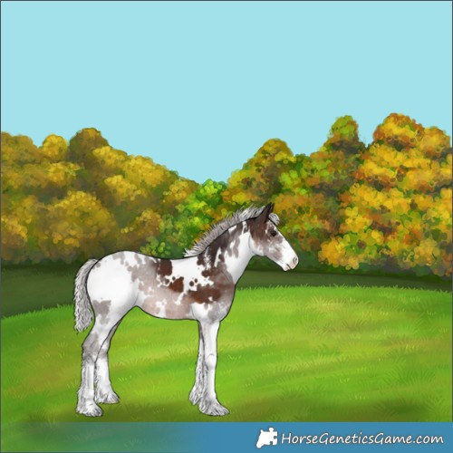 Horse Color:White Spotted Silver Brown Sabino 