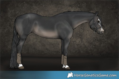Horse Color:Black  and Black 