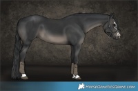 Horse Color:Black  and Black 