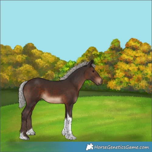 Horse Color:Silver Brown Tobiano 
