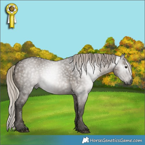 Horse Color:Gray Silver Grullo 