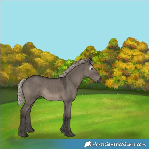 Horse Color:Gray Silver Grullo 