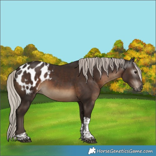 Horse Color:Gray Silver Black Tobiano Blanket 