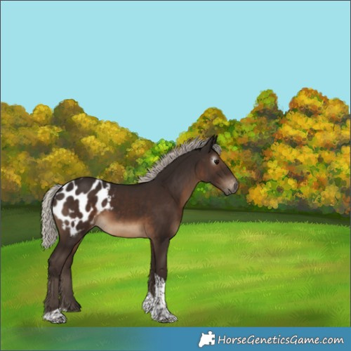 Horse Color:Gray Silver Black Tobiano Appaloosa 