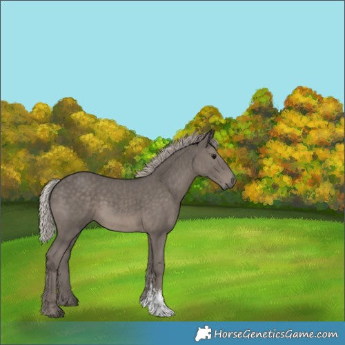 Horse Color:Silver Black Sabino 