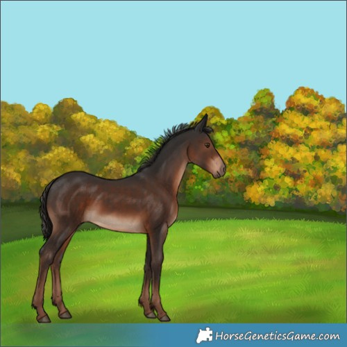 Horse Color:Liver Chestnut 