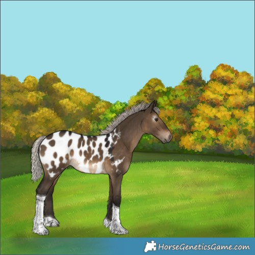 Horse Color:Gray Silver Brown Dun Tobiano Near Leopard 