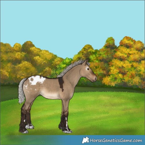 Horse Color:Gray Silver Bay Dun Appaloosa 