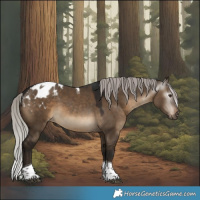 Horse Color:Gray Silver Brown Dun Tobiano Appaloosa 
