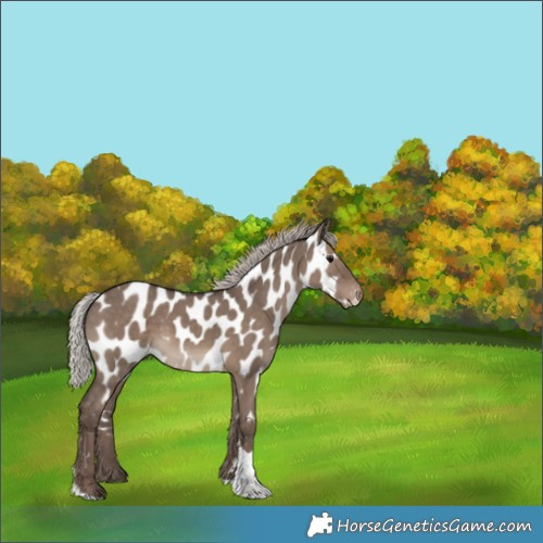 Horse Color:Silver Grullo Tobiano Appaloosa 