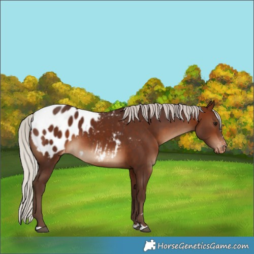 Horse Color:Silver Brown Appaloosa 