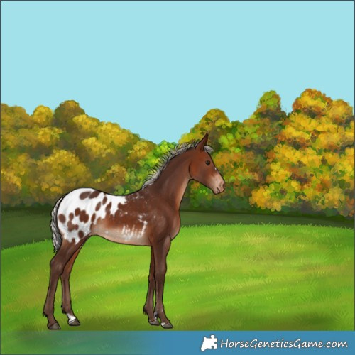 Horse Color:Silver Brown Appaloosa 