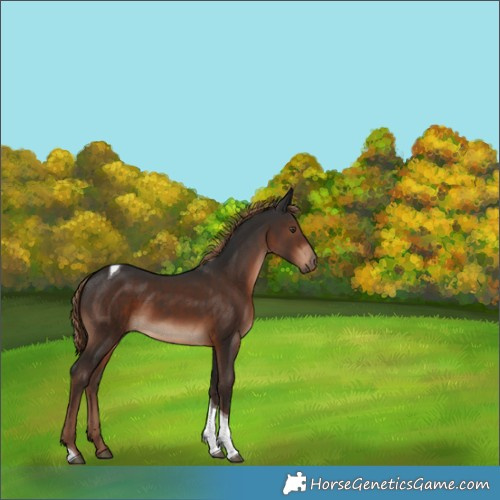 Horse Color:Liver Chestnut Tobiano 