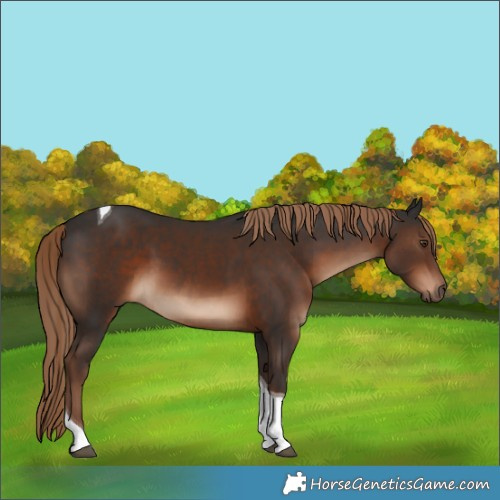 Horse Color:Liver Chestnut Tobiano 