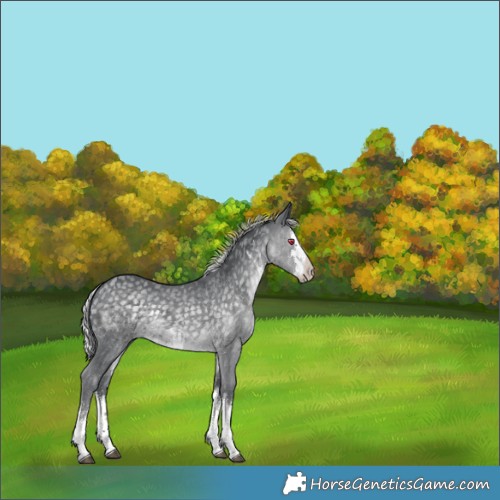 Horse Color:White Spotted Silver Black Chinchilla 