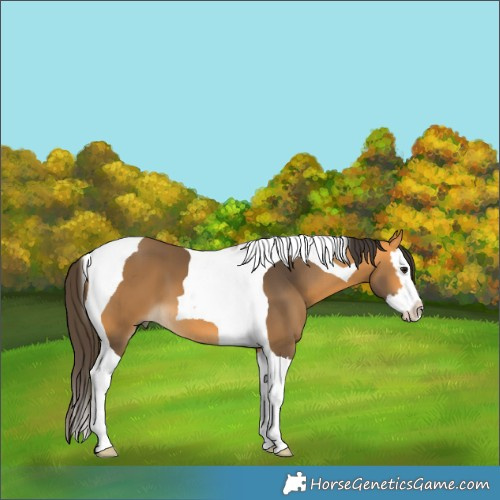 Horse Color:Buckskin Splash Tobiano 