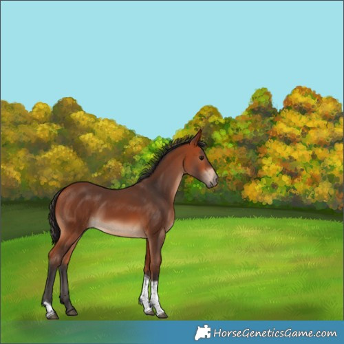 Horse Color:White Spotted Bay Tobiano 