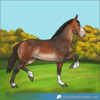 Horse Color:Bay and Bay