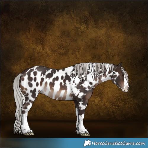 Horse Color:White Spotted Silver Brown Splash Skewed Appaloosa 