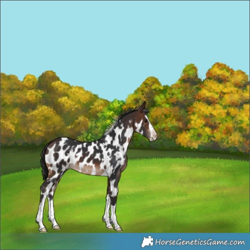 Horse Color:White Spotted Brown Splash Skewed Appaloosa 