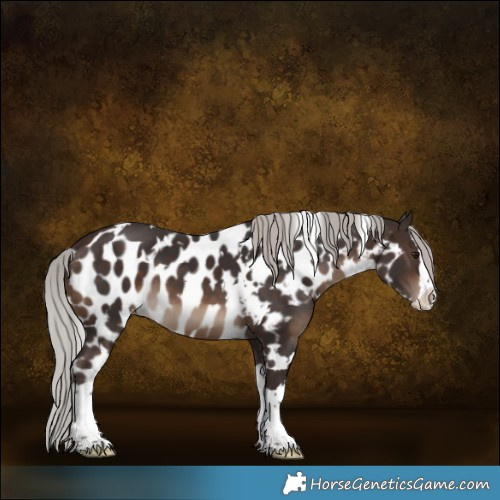 Horse Color:White Spotted Silver Brown Splash Skewed LP Spotted 