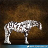 Horse Color:White Spotted Silver Brown Splash Skewed Appaloosa