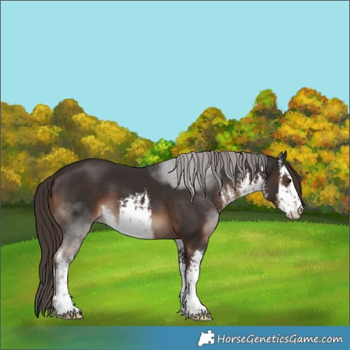 Horse Color:White Spotted Liver Chestnut 