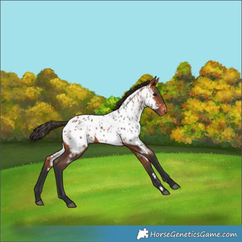 Horse Color:Bay Appaloosa