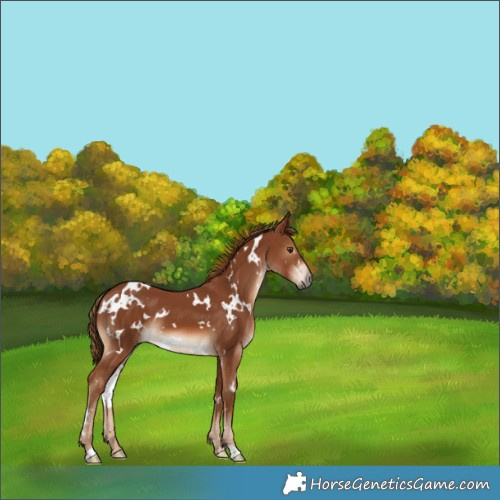 Horse Color:White Spotted Chestnut 