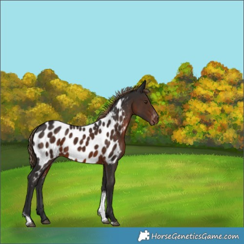 Horse Color:Liver Chestnut Tobiano Appaloosa 