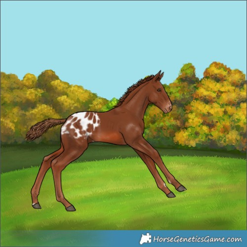 Horse Color:Chestnut Appaloosa 