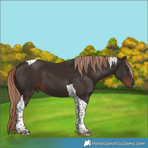 Horse Color:Liver Chestnut Tobiano 