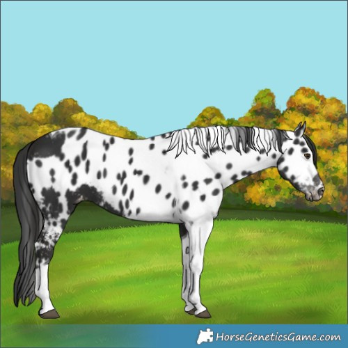 Horse Color:Liver Chestnut Tobiano Skewed Appaloosa 