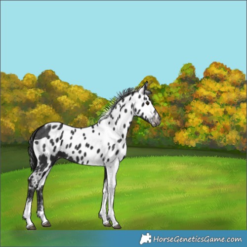 Horse Color:Liver Chestnut Tobiano Skewed Appaloosa 