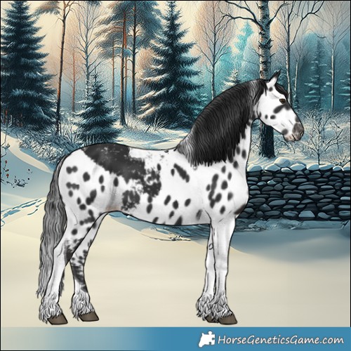 Horse Color:Liver Chestnut Tobiano Skewed Appaloosa 
