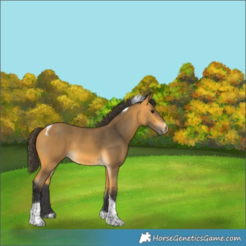 Horse Color:Buckskin Tobiano 