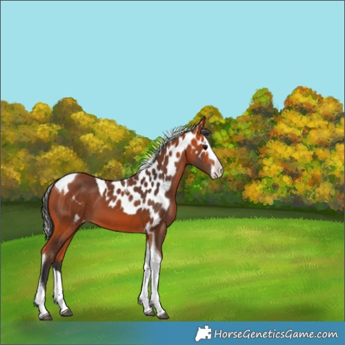 Horse Color:Bay Splash Tobiano Skewed Appaloosa 