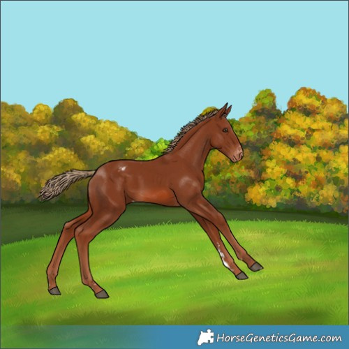 Horse Color:Chestnut Appaloosa 
