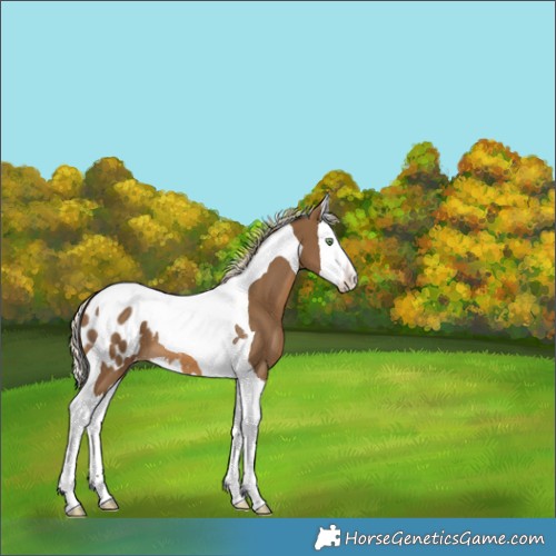 Horse Color:Chocolate Palomino Splash Tobiano Appaloosa 