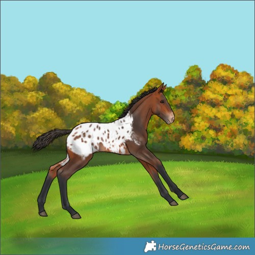 Horse Color:Bay Appaloosa 