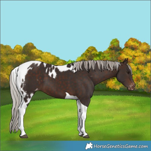 Horse Color:Silver Brown Tobiano Skewed Appaloosa 