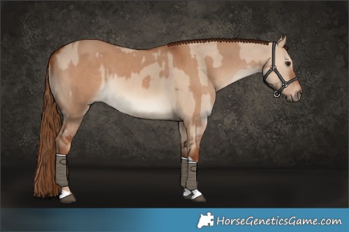 Horse Color:Red Dun  and Red Dun 