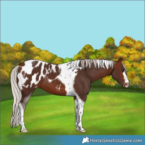 Horse Color:Silver Brown Tobiano Appaloosa 