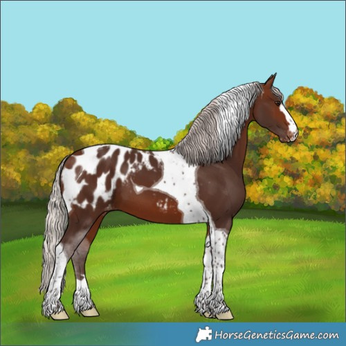 Horse Color:Silver Brown Tobiano Blanket 
